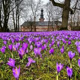 Krokusblütenfest Husum