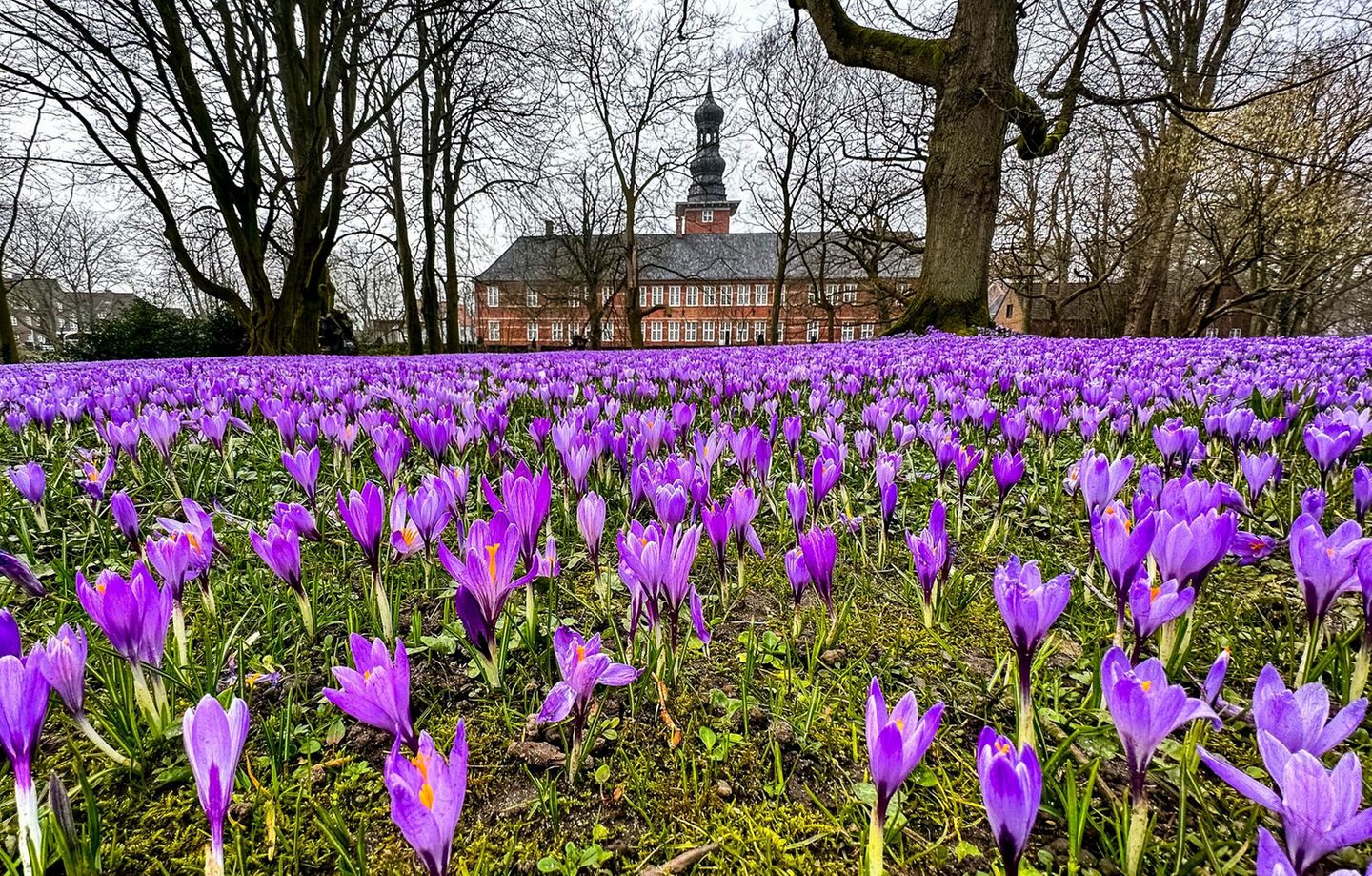 Krokusblütenfest Husum
