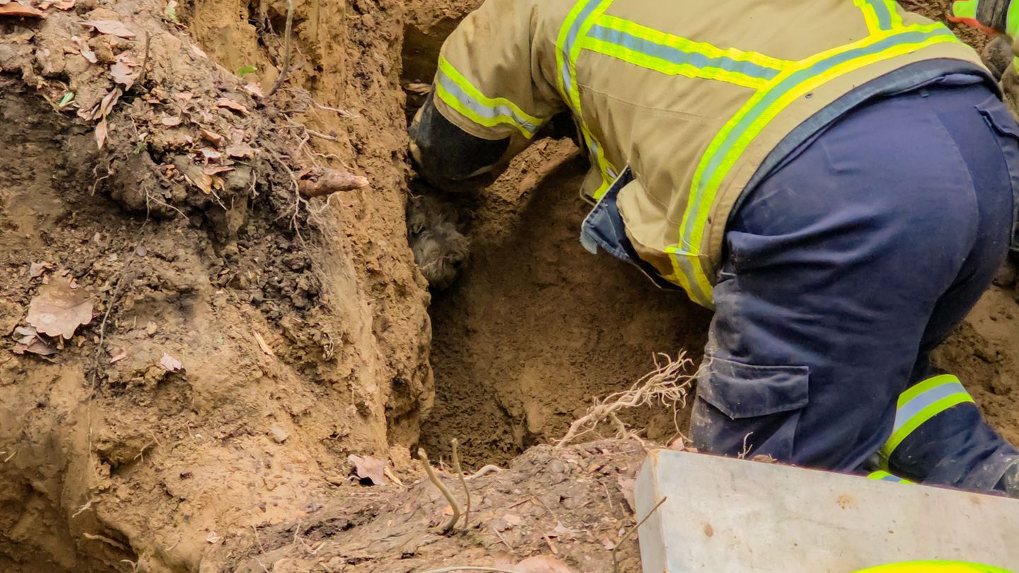 Fieberhafte Suche nach Terrier: Feuerwehr befreit Hund aus einem Fuchsbau
