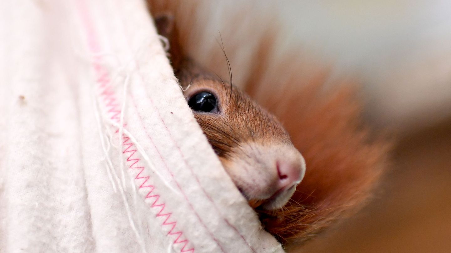 Feuerwehr rückt aus: Eichhörnchen verklettert sich