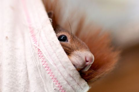 In Braunschweig hat sich ein Eichhörnchen verklettert und musste von der Feuerwehr befreit werden. (Symbolbild) Foto: Britta Ped