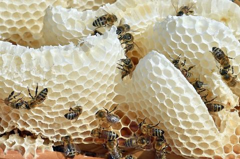 In einem Bienenstock wohnen Hunderte Bienen. (Archivbild) Foto: picture alliance / dpa