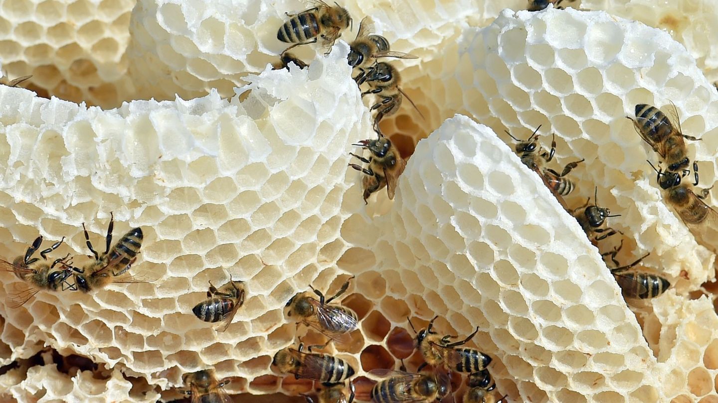 In einem Bienenstock wohnen Hunderte Bienen. (Archivbild) Foto: picture alliance / dpa