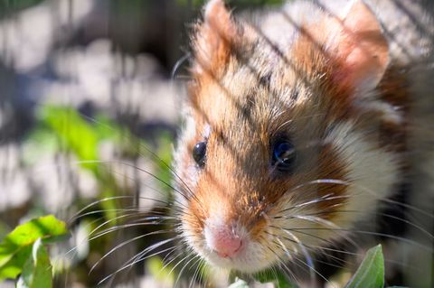 In Shenzhen sollen Hamster in einem Spielautomaten feilgeboten worden sein. (Archivbild) Foto: Hendrik Schmidt/dpa