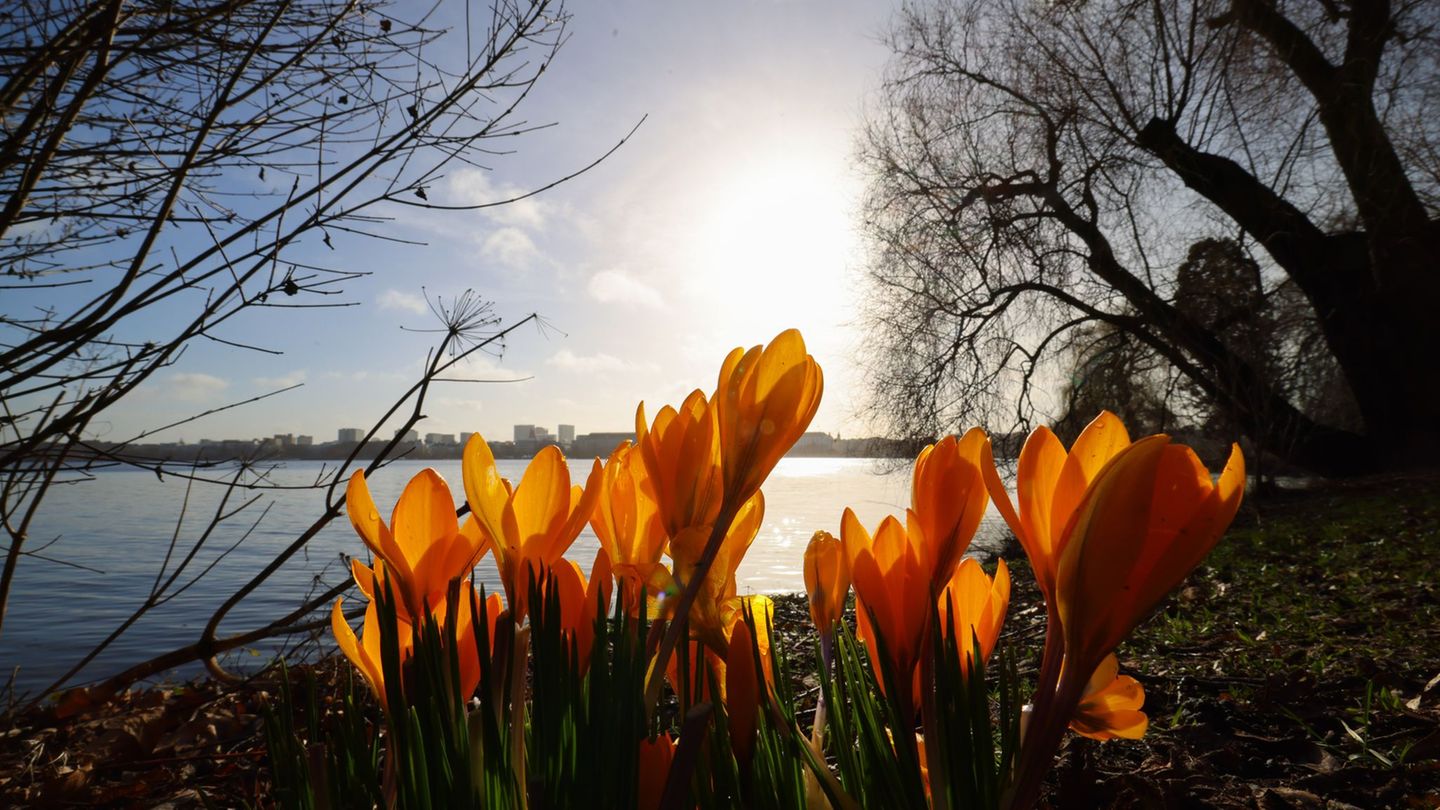 Der Biotopverbund in Hamburg soll gestärkt werden. (Symbolbild) Foto: Christian Charisius/dpa