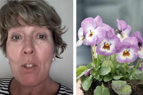 Expertin kritisiert „scheinheilige“ Tipps von Garten-Influencern