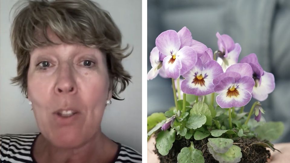 Expertin kritisiert „scheinheilige“ Tipps von Garten-Influencern