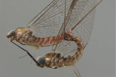 Eintagsfliegen der Gattung Ecdyonurus beim Liebesakt