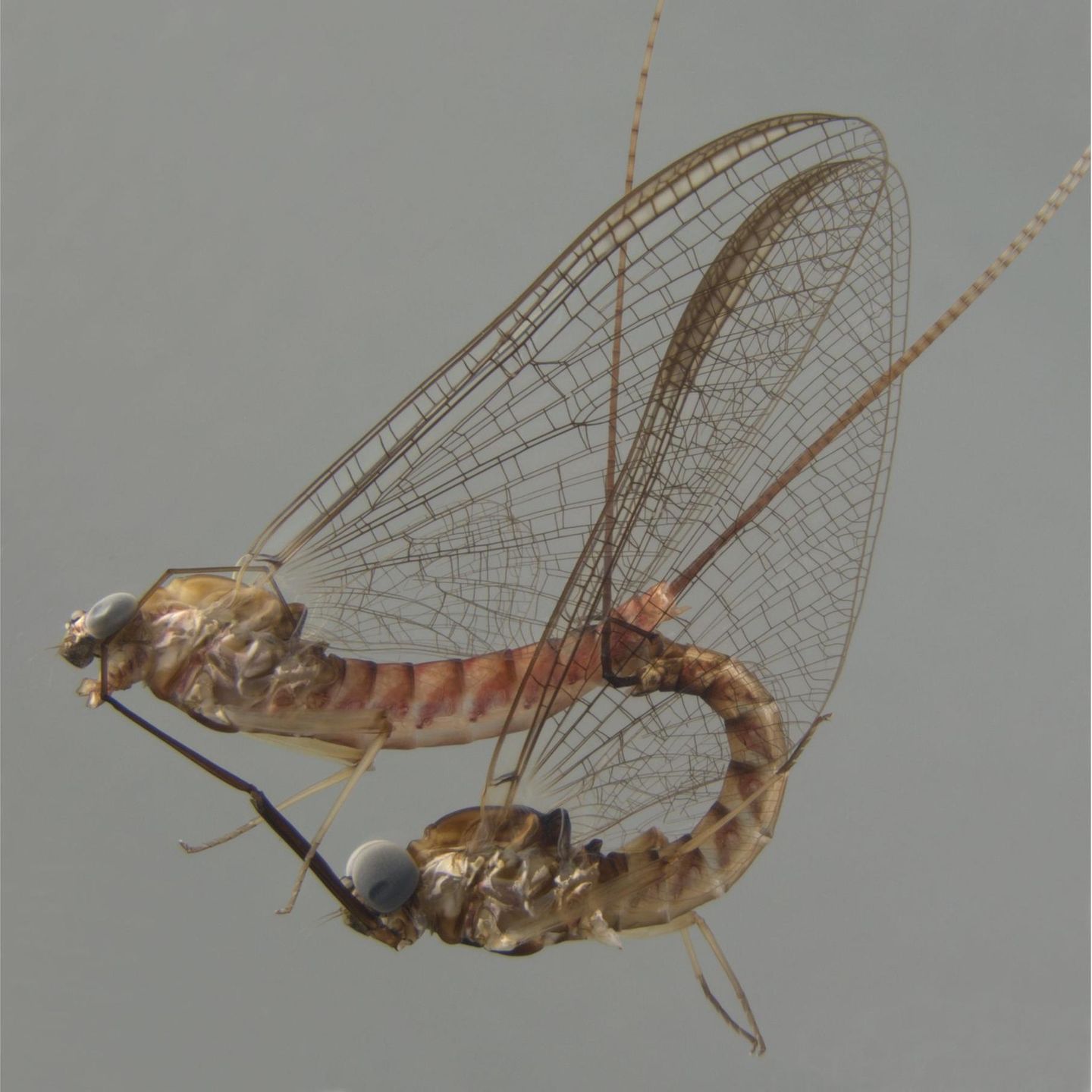 Eintagsfliegen der Gattung Ecdyonurus beim Liebesakt