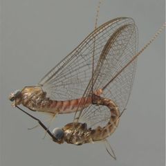 Eintagsfliegen der Gattung Ecdyonurus beim Liebesakt