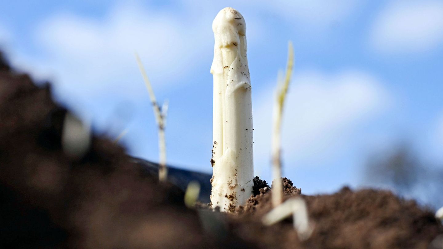 Die Spargelsaison hat begonnen - am Wochenende wurde in Teilen Badens der erste Spargel gestochen. (Archivbild) Foto: Uli Deck/d
