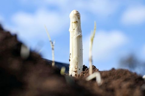 Die Spargelsaison hat begonnen - am Wochenende wurde in Teilen Badens der erste Spargel gestochen. (Archivbild) Foto: Uli Deck/d