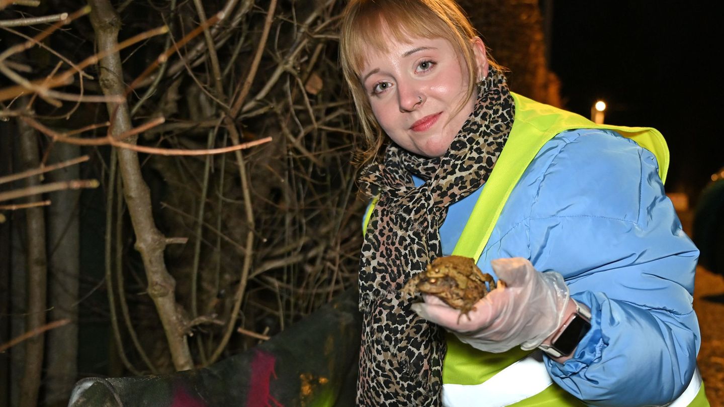Anne Selle hilft in Chemnitz bei der Amphibienwanderung: "Ich finde die Tiere total niedlich." Foto: David Hammersen/dpa
