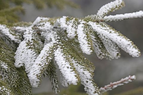 In den Mittelgebirgen wie Erzgebirge, Harz und Thüringer Wald fällt zum Wochenstart noch einmal etwas Schnee. Foto: Matthias Bei