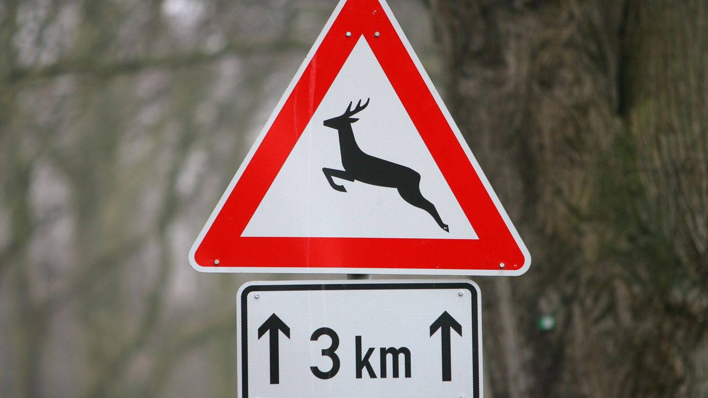 Der Autofahrer wich dem Wild aus und verletzte sich leicht. (Symbolbild) Foto: Bernd Wüstneck/dpa-Zentralbild/dpa