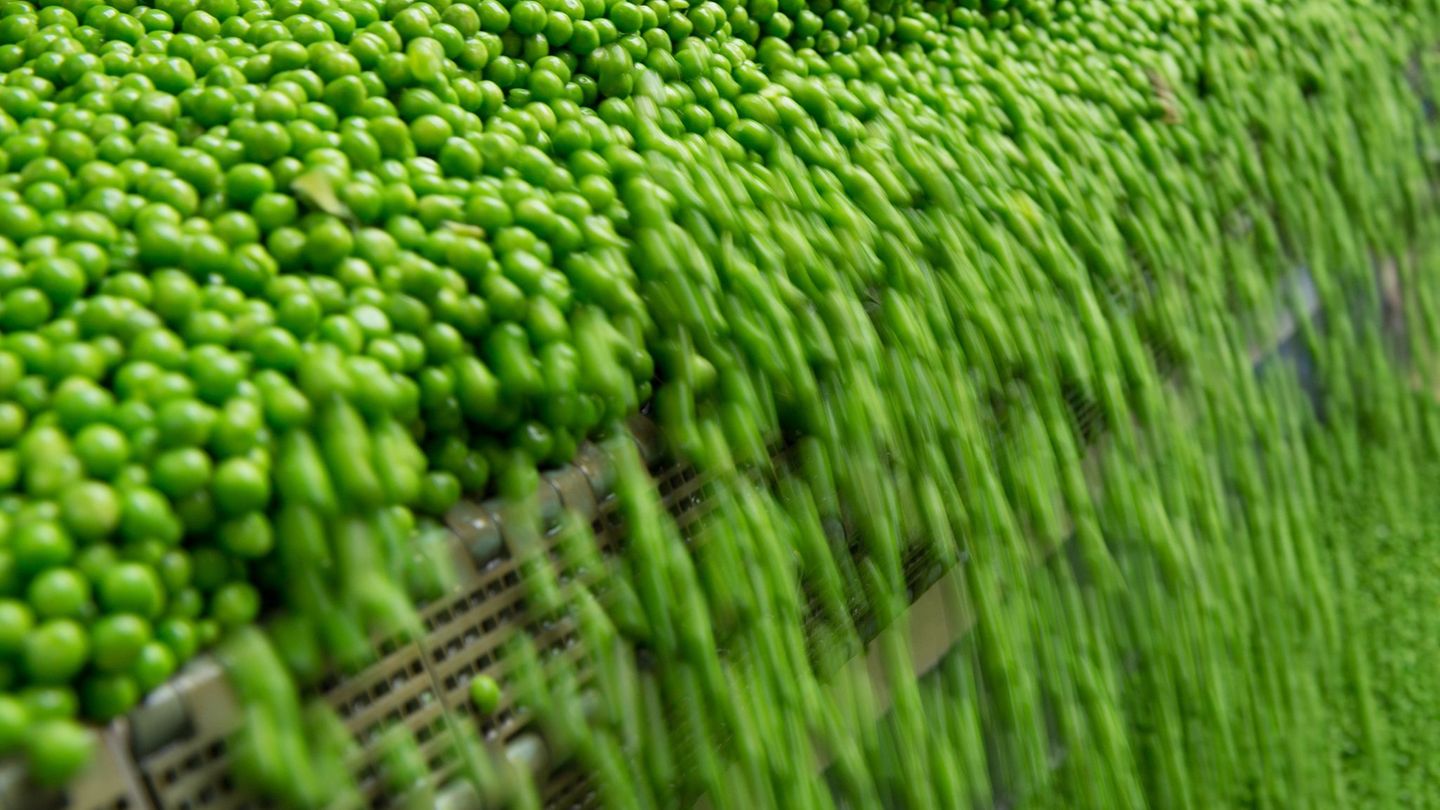 Sachsen ist bundesweit der größte Erbsenproduzent (Symbolbild). Foto: Sebastian Kahnert/dpa-Zentralbild/dpa