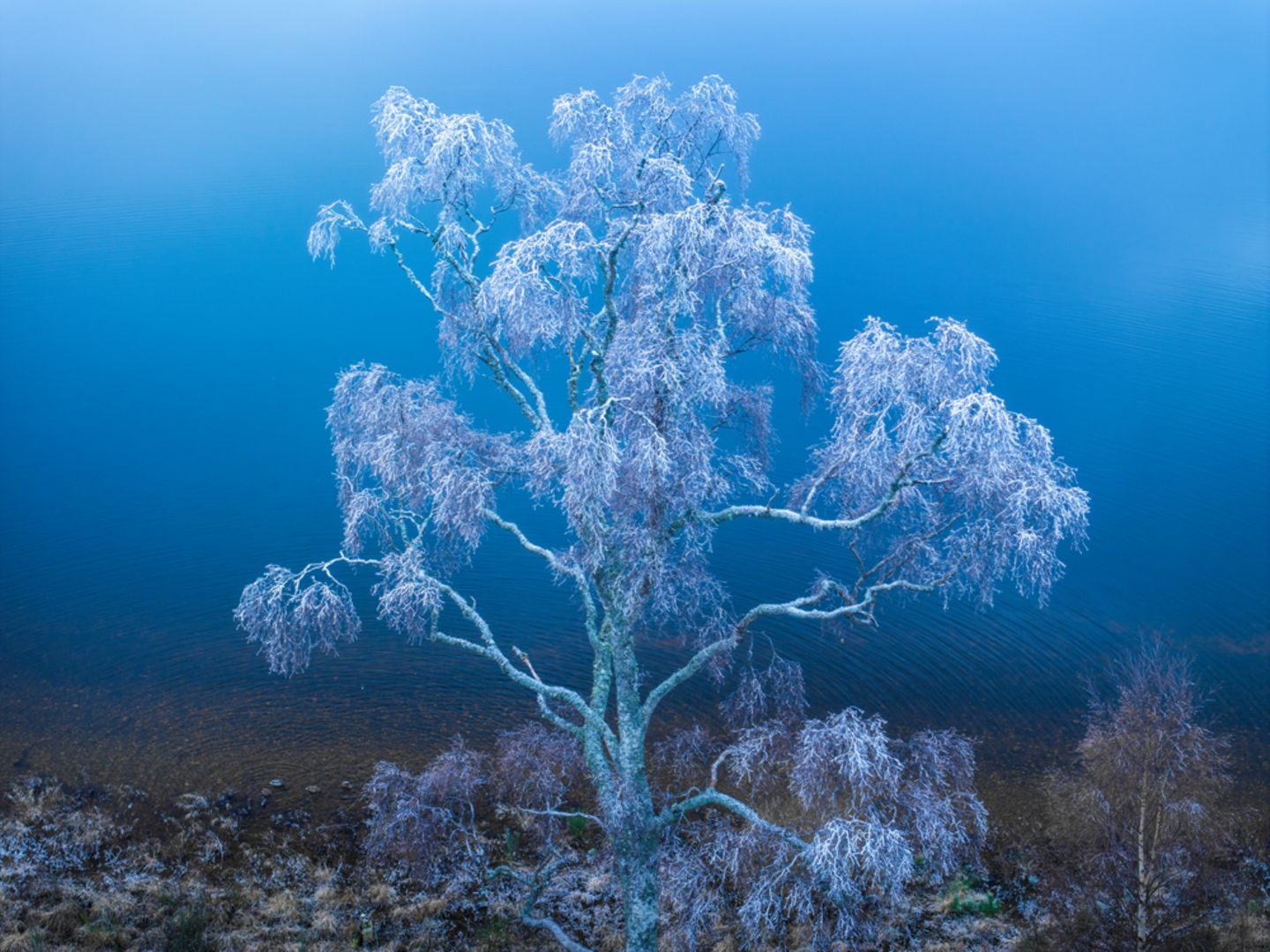 Cairngorms-Nationalpark, Schottland: Ebenfalls mit einer Drohne gelang dem Fotografen Christopher Harrison diese stimmungsvolle Aufnahme einer bereiften Birke am Ufer eines Sees.