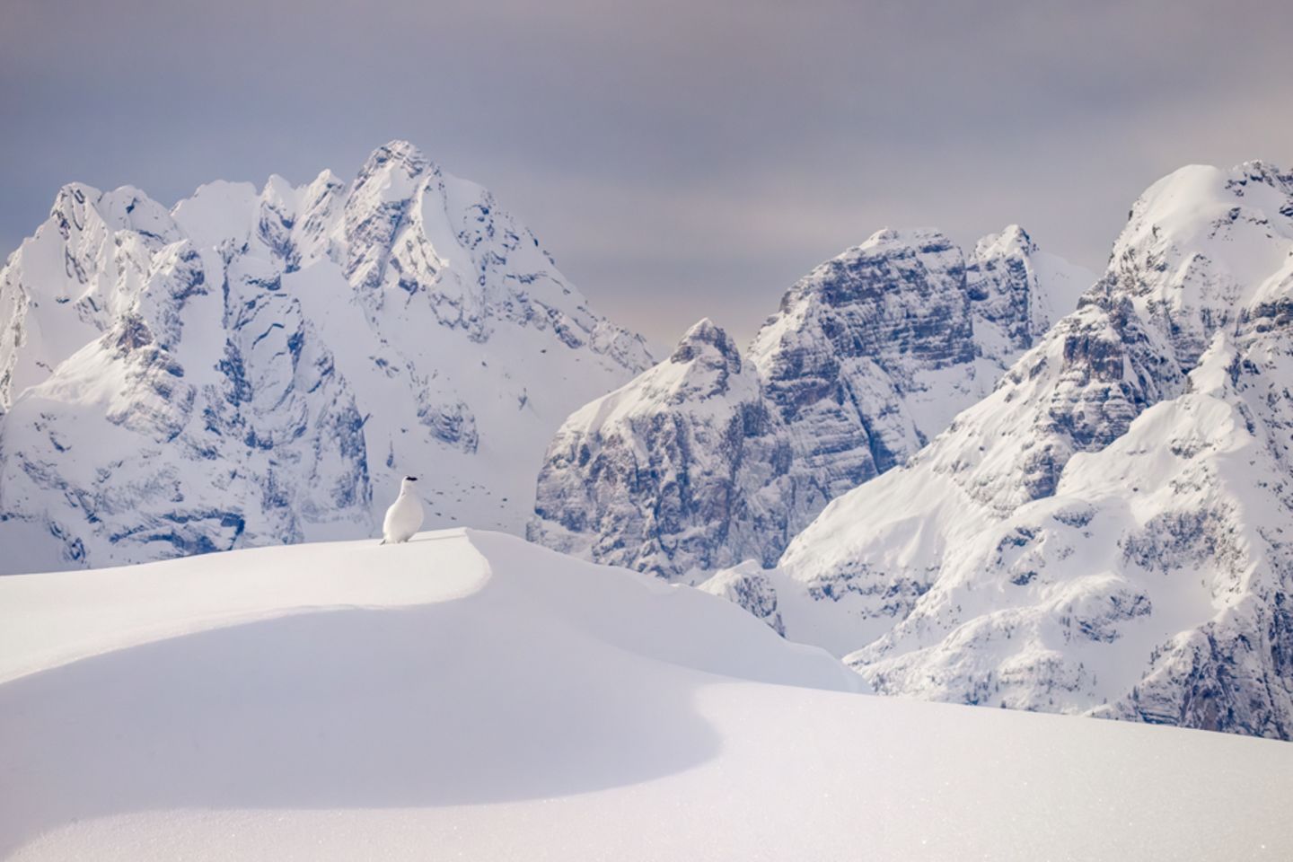 Eine fast unwirkliche Begegnung hielt Lukas Schäfer in Südtirol fest: An einem kalten Wintertag entdeckte er dieses gut getarnte Alpenschneehuhn. Der Hahn sei sehr aktiv gewesen, schreibt der Fotograf. Möglicherweise hielt er Ausschau nach Rivalen oder potenziellen Partnerinnen. Umso erstaunlicher, wie perfekt er in die gewaltige Bergkulisse komponiert ist.