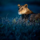 Ngorongoro-Schutzgebiet, Tansania: Während die Umgebung noch in dämmriges Blau gehüllt ist, blickt eine Löwin aufmerksam in den ersten Strahl der aufgehenden Sonne.