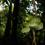 Ganz nah ran: Diese dynamische Aufnahme einer giftigen Philippinischen Tempelviper gelang Jan Piecha auf Sulawesi, Indonesien. Der Fotograf hatte Glück, denn die Reptilien sind eigentlich nachtaktiv.