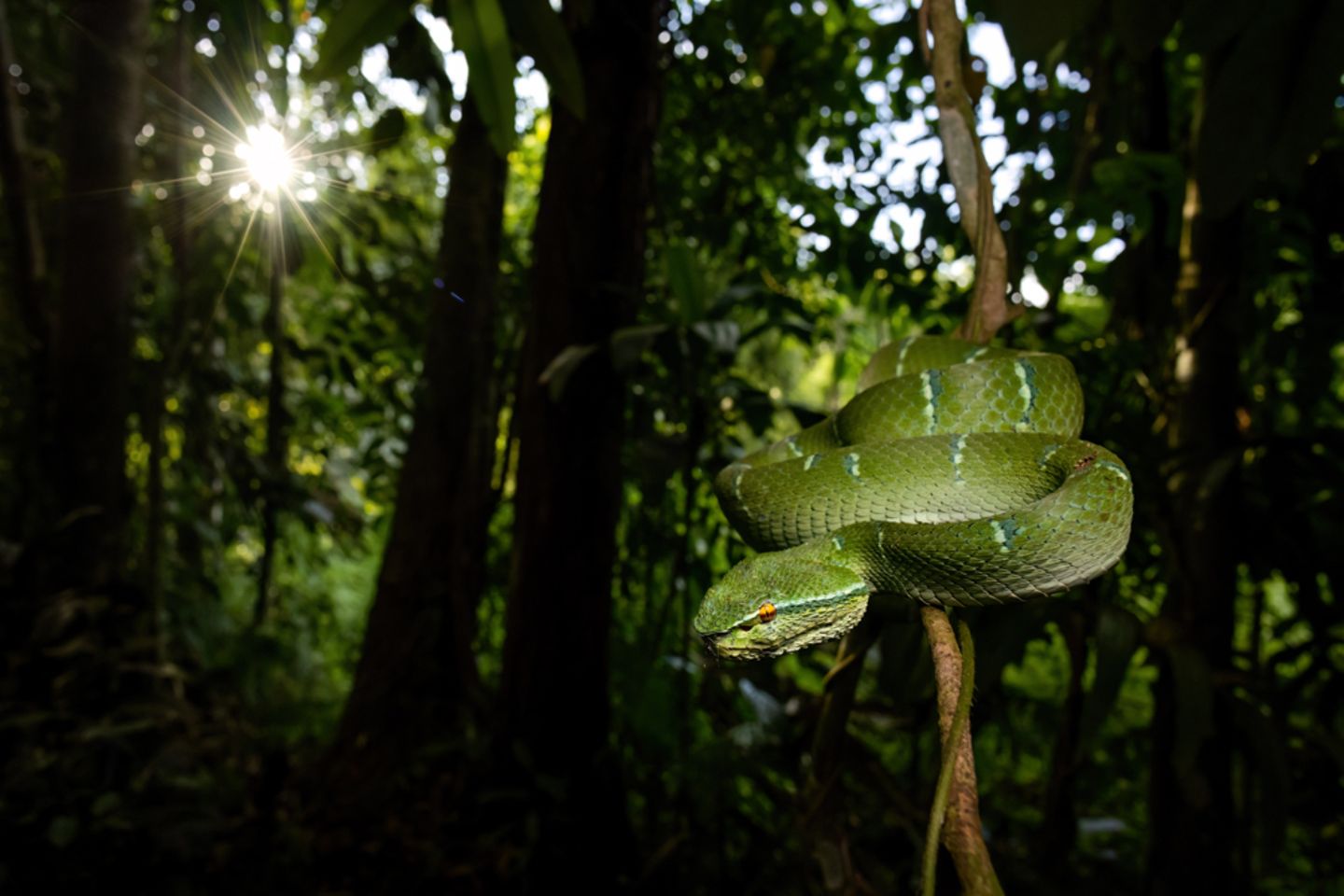 Ganz nah ran: Diese dynamische Aufnahme einer giftigen Philippinischen Tempelviper gelang Jan Piecha auf Sulawesi, Indonesien. Der Fotograf hatte Glück, denn die Reptilien sind eigentlich nachtaktiv.