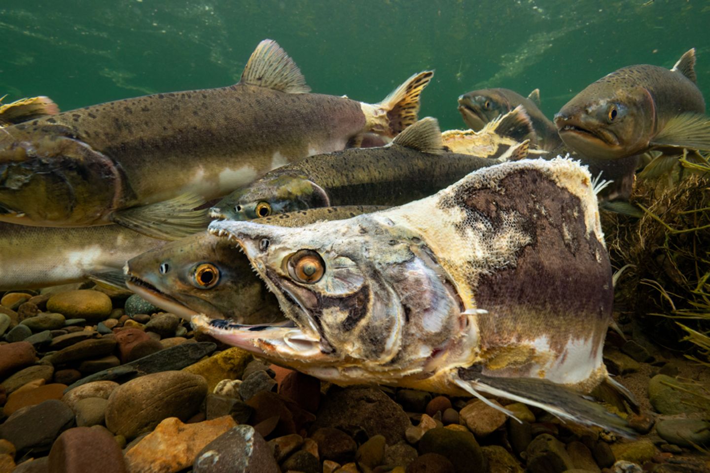 Im Gegensatz zum Atlantischen Lachs laicht der Buckellachs (Oncorhynchus gorbuscha) nur einmal. Und sein Körper beginnt bereits zu zerfallen, während er noch heranreift und sich auf das Paarungsritual vorbereitet. Das zombiehafte Exemplar im Vordergrund, so berichtet der Fotograf Knut-Sverre Horn, sei nicht nur lebendig – sondern sogar bemerkenswert aggressiv gewesen. Ursprünglich im Pazifischen Ozean heimisch, wurde die Art in den 1960er-Jahren in Nordostrussland eingeführt und hat sich seither in norwegischen Flüssen zu einer invasiven Art entwickelt.