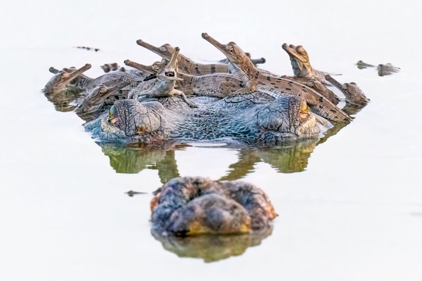 Nationales Wildschutzgebiet Chambal, Indien: Der Gangesgavial, auch Gharial genannt, ist vom Aussterben bedroht; nur in Nepal und im Norden Indiens existieren noch kleinere Populationen. Dieses Männchen duldet fürsorglich den eigenen Nachwuchs auf seinem Kopf.