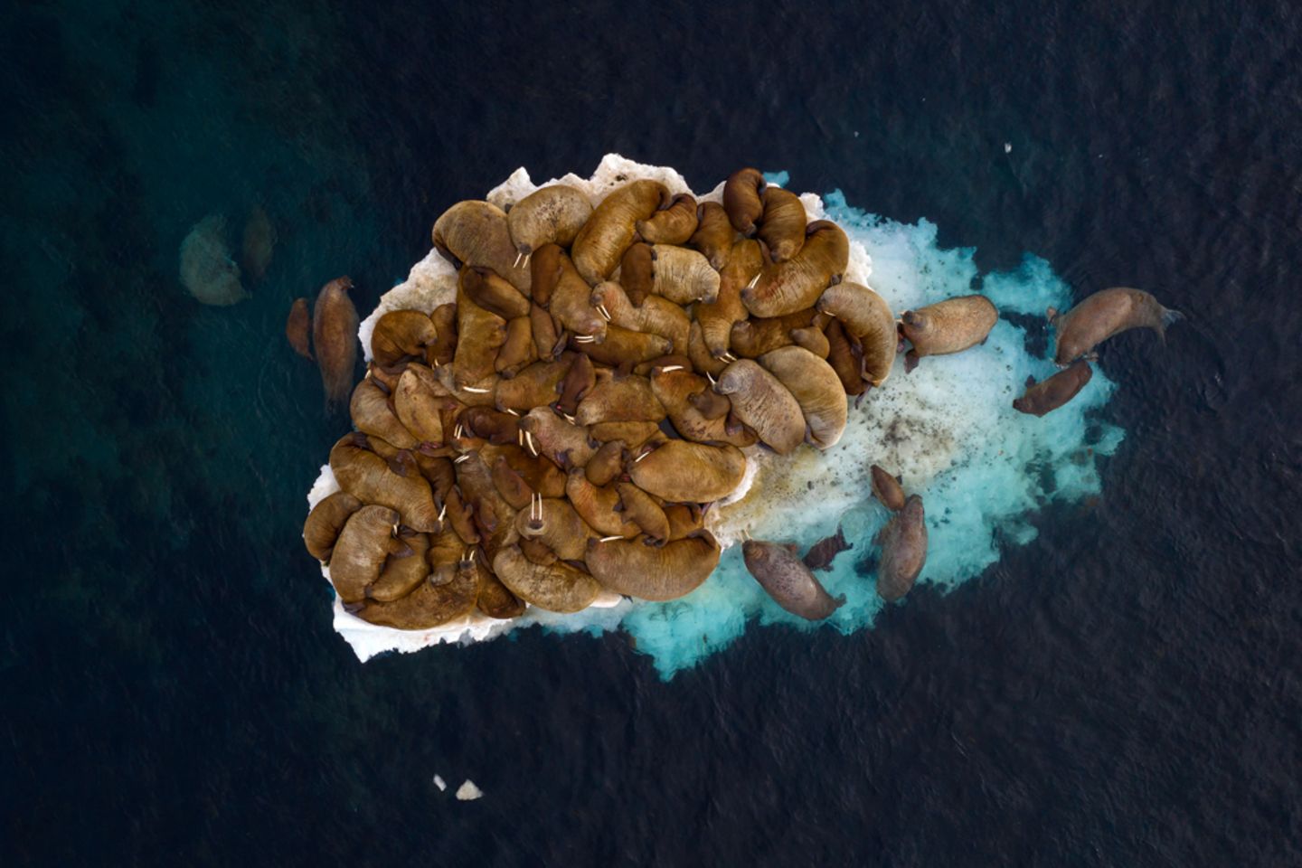 Zwischen Spitzbergen (Norwegen) und Franz-Josef-Land (Russland) leben etwa 2000 Walrosse. Neben großen Bullen drängen sich auf diesem kleinen Eisberg auch Weibchen mit ihren Jungtieren. Keine einfache Aufgabe für den Fotografen Sergey Gorshkov, die schreckhaften Tiere beim Fotografieren mit einer Drohne nicht zu stören. 