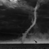 Eine Giraffe schreitet anscheinend unbeirrt von dem nahen Staubteufel durch den Amboseli-Nationalpark in Kenia. „Ich habe fast ein Jahrzehnt gebraucht, um ein Bild zu finden, das meine Gefühle für Amboseli, seine stille Poesie, seine Unvorhersehbarkeit und seine Anmut zum Ausdruck bringt", schreibt der Fotograf Rahul Sachdev über sein Bild. „In diesem Foto geht es nicht um den Staubteufel und auch nicht um die Giraffe. Es geht um das seltene Zusammentreffen von Geduld, Ort und Möglichkeit."  Die Jury des Wettbewerbs Glanzlichter der Naturfotografie 2026 zeichnete das Bild mit dem Titel „All Over Winner" aus. Insgesamt haben in diesem Jahr mehr als 1000 Fotografinnen und Fotografen aus 44 Ländern fast 25.000 Arbeiten eingereicht.