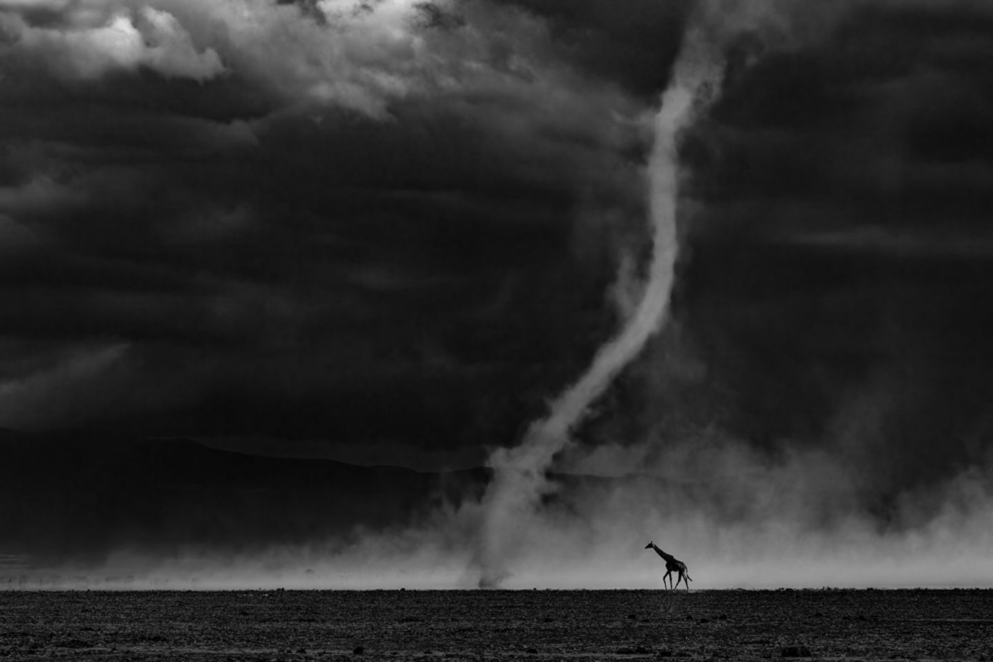 Eine Giraffe schreitet anscheinend unbeirrt von dem nahen Staubteufel durch den Amboseli-Nationalpark in Kenia. „Ich habe fast ein Jahrzehnt gebraucht, um ein Bild zu finden, das meine Gefühle für Amboseli, seine stille Poesie, seine Unvorhersehbarkeit und seine Anmut zum Ausdruck bringt", schreibt der Fotograf Rahul Sachdev über sein Bild. „In diesem Foto geht es nicht um den Staubteufel und auch nicht um die Giraffe. Es geht um das seltene Zusammentreffen von Geduld, Ort und Möglichkeit."  Die Jury des Wettbewerbs Glanzlichter der Naturfotografie 2026 zeichnete das Bild mit dem Titel „All Over Winner" aus. Insgesamt haben in diesem Jahr mehr als 1000 Fotografinnen und Fotografen aus 44 Ländern fast 25.000 Arbeiten eingereicht.