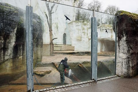 Am Morgen nach dem Vorfall reinigen Zoomitarbeiter die Tiergehege. Foto: Timo Deible/Zoo Karlsruhe