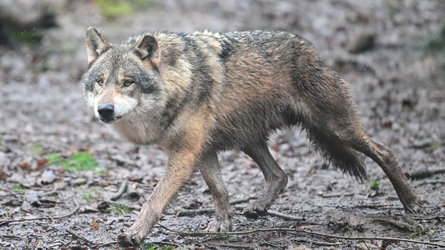 Auf Hamburger Stadtgebiet ist erstmals ein Wolf überfahren worden. (Symbolbild) Foto: Bernd Weißbrod/dpa