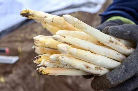 Die Spargel-Importe sind 2025 gesunken. (Archivbild) Foto: Uli Deck/dpa