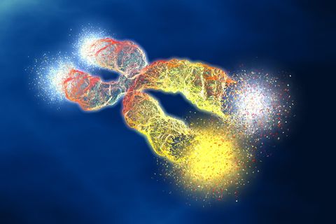 Illustration eines Chromosoms mit sich auflösenden Telomeren