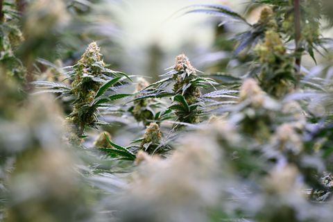 Die Bundesregierung will dem Missbrauch von medizinischem Cannabis entgegenwirken. Foto: Hendrik Schmidt/dpa