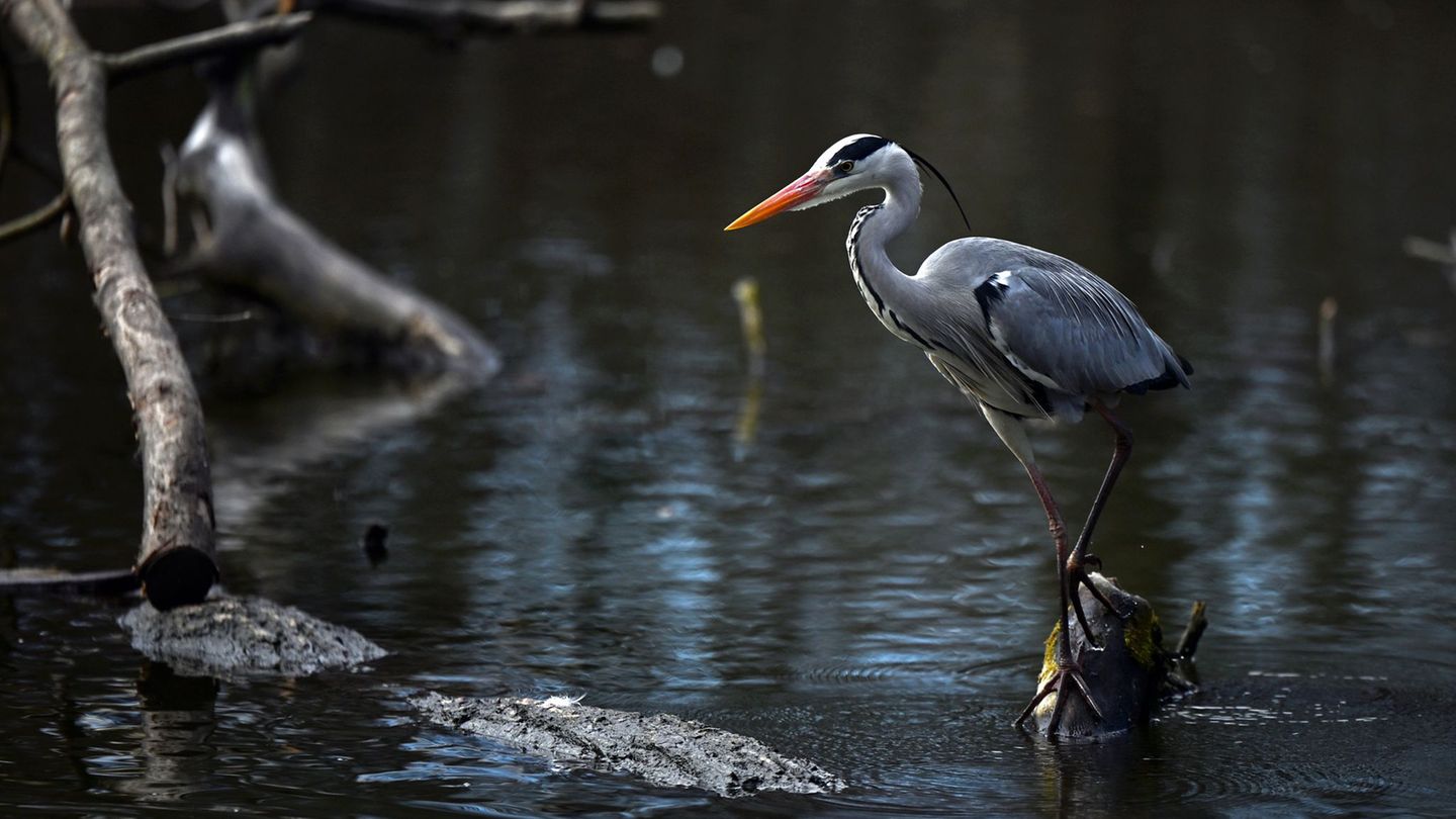 Graureiher sind an vielen Fließgewässern anzutreffen. Foto: Jennifer Brückner/dpa