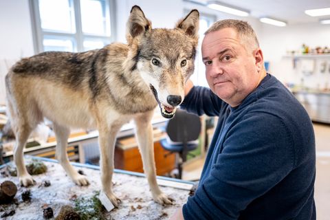 Tierpräparator Christian Blumenstein mit Wölfin "Bella". Foto: Fabian Sommer/dpa