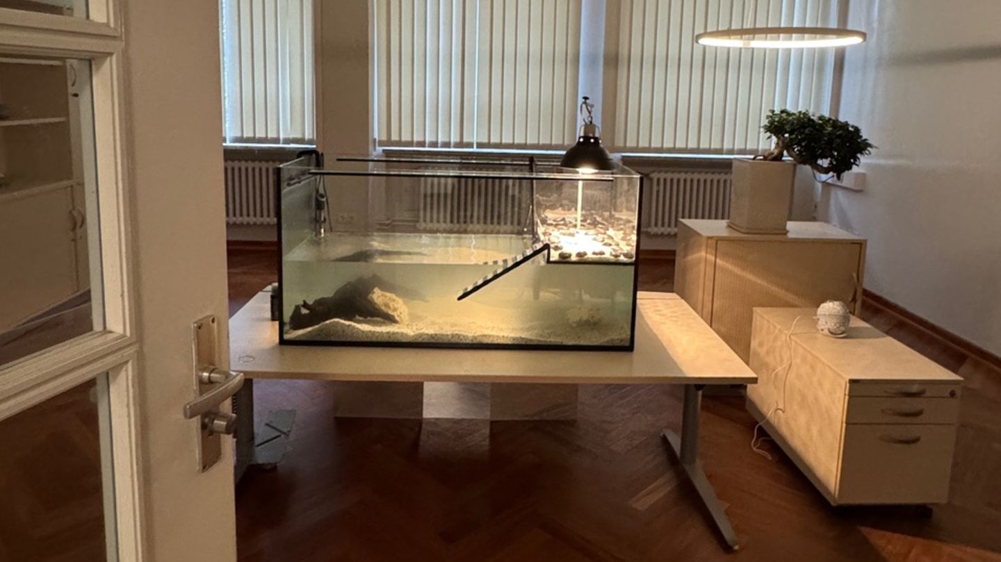 Das Büro des beliebten Rektors der Stadtteilschule: leer. Nur das Aquarium der Wasserschildkröte erhellt den Raum