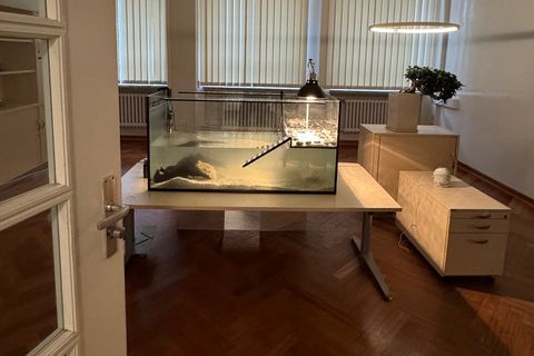 Das Büro des beliebten Hamburger Schulleiters: leer. Nur das Aquarium der Wasserschildkröte erhellt den Raum