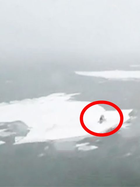 Die US-Küstenwache rettet einen Mann von einer Eisscholle.