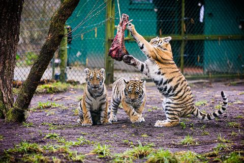 Drei kleine Sibirische Tiger erkunden ihr Gehege auf dem Gelände des Serengeti-Parks. Foto: Moritz Frankenberg/dpa