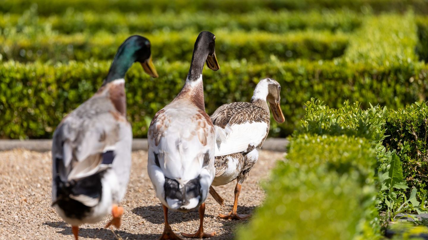 Die Polizei sucht nach dem Besitzer der Tiere. (Symbolbild) Foto: Daniel Karmann/dpa
