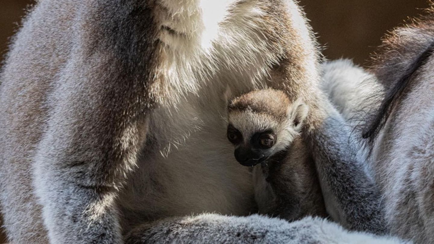 Nach einer Tragzeit von rund 135 Tagen erblickte das erste Jungtier seit fünf Jahren das Licht der Welt. Foto: -/Tierpark Hagenb