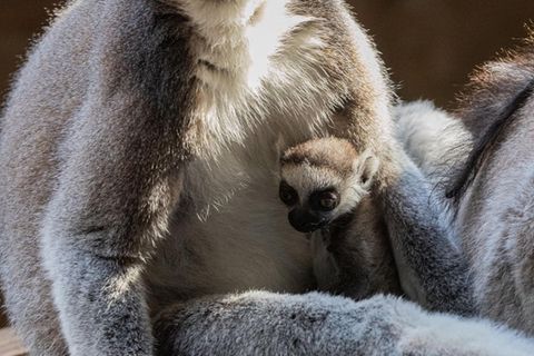 Nach einer Tragzeit von rund 135 Tagen erblickte das erste Jungtier seit fünf Jahren das Licht der Welt. Foto: -/Tierpark Hagenb