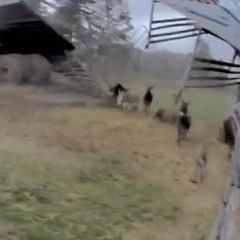 Esel flüchten, als das Dach ihres Stalls im Sturm wegfliegt.