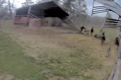 Esel flüchten, als das Dach ihres Stalls im Sturm wegfliegt.