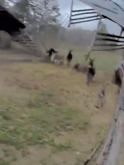 Esel flüchten, als das Dach ihres Stalls im Sturm wegfliegt.