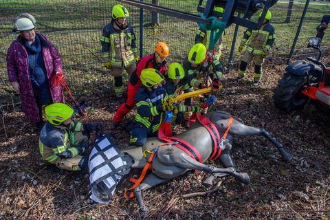 Magdeburger Berufsfeuerwehrleute haben sich fit für die Rettung von Pferd, Rind, Lama und Co. gemacht. Foto: Klaus-Dietmar Gabbe