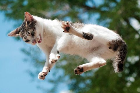 Das physikalische Geheimnis der fallenden Katzen ist (fast) gelöst