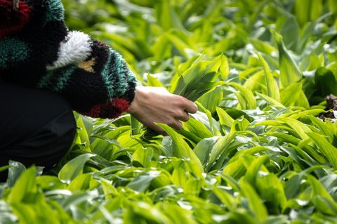 Die Bärlauch-Blätter können leicht mit giftigen Doppelgängern verwechselt werden. (Archivbild) Foto: Frank Rumpenhorst/dpa/dpa-t